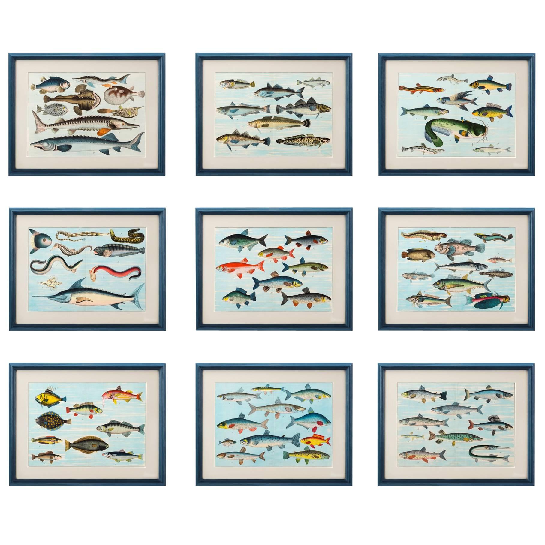 Tropical Fish Prints For Sale