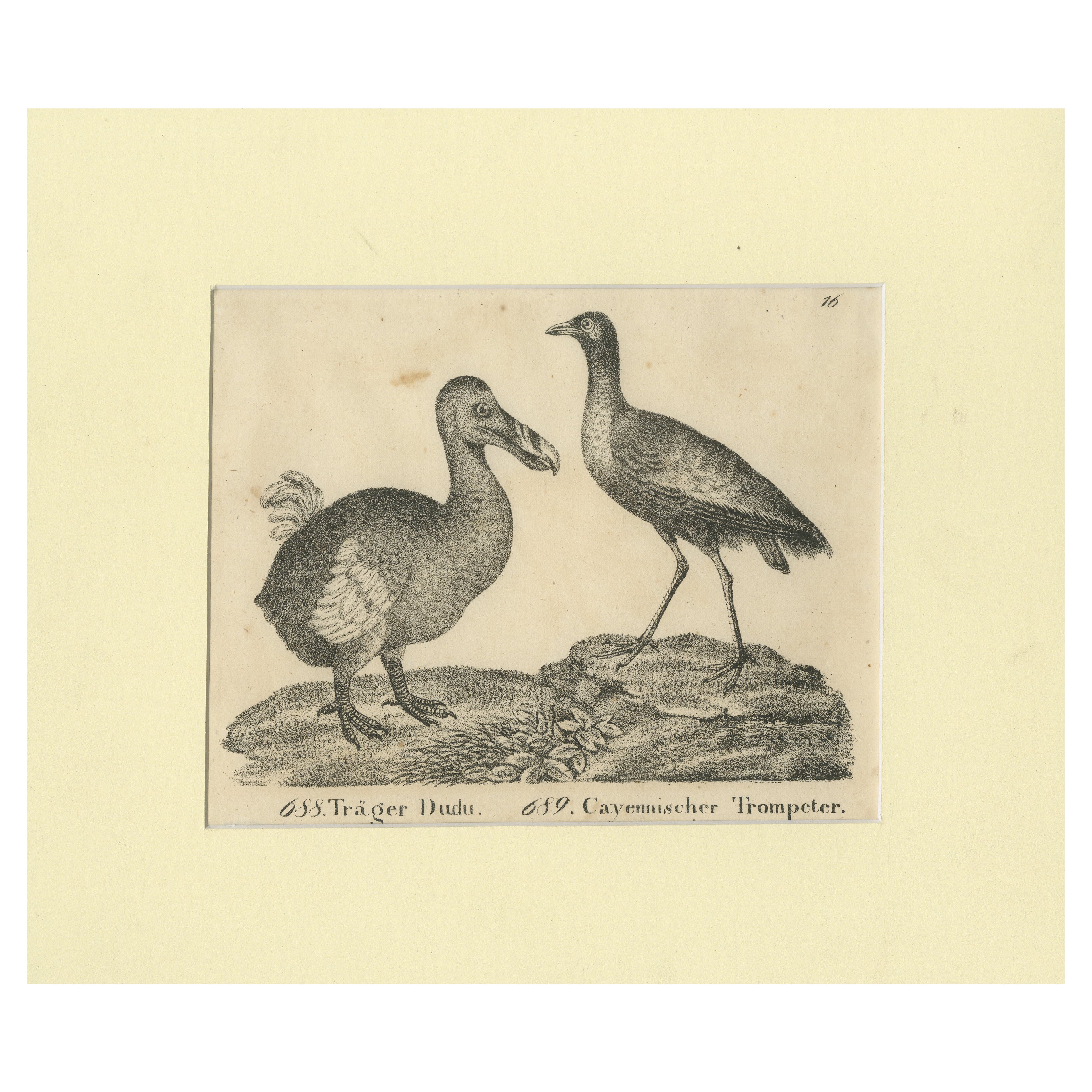 Grabado Antiguo del Dodo Extinto y el Pájaro Trompetero, Siglo XVIII
