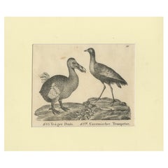 Grabado Antiguo del Dodo Extinto y el Pájaro Trompetero, Siglo XVIII