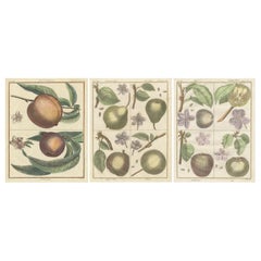 Grabados botánicos vintage de manzanas, peras y melocotones, grabados de c1820