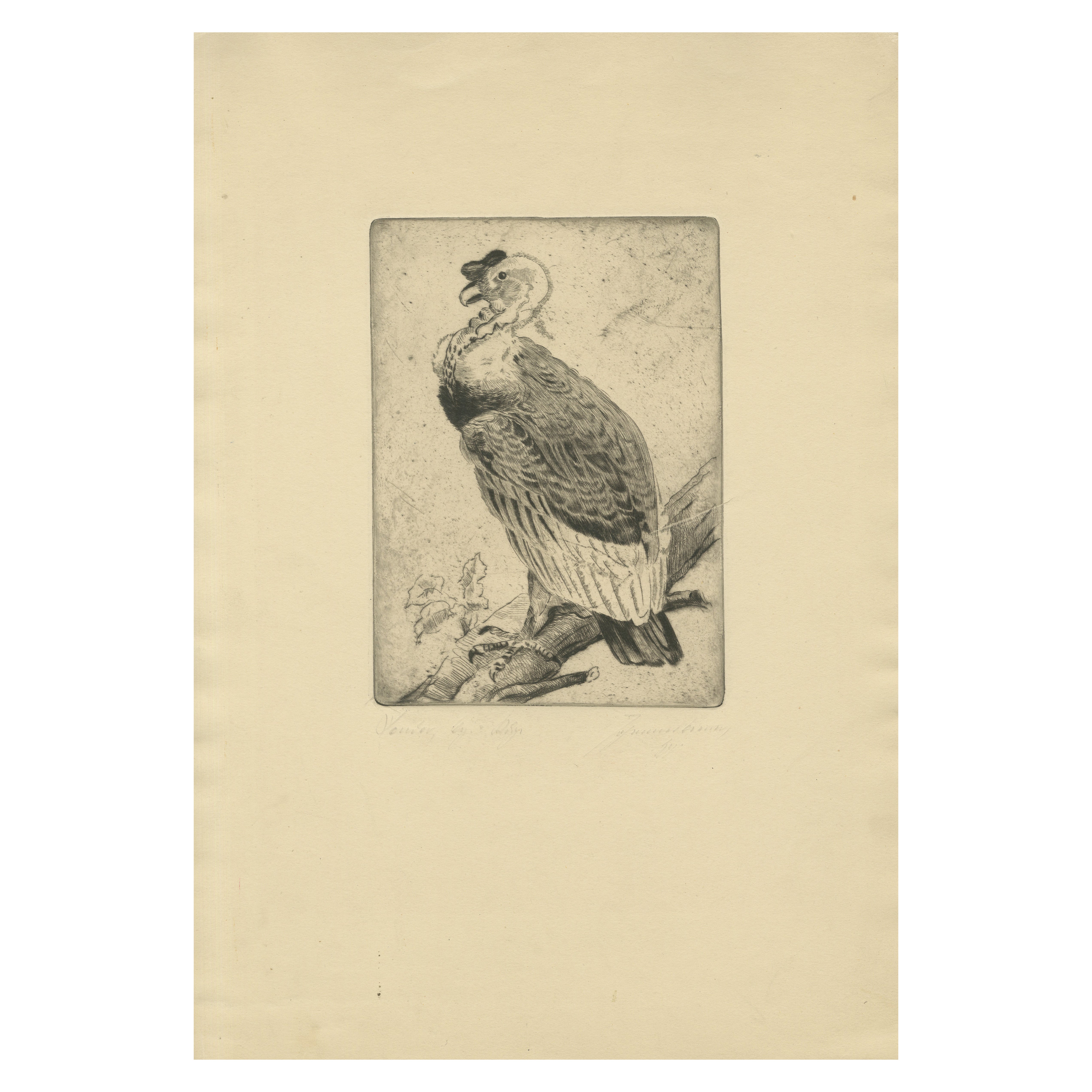Vulture Etching – Natural History Print of the Andean Condor, ca.1880