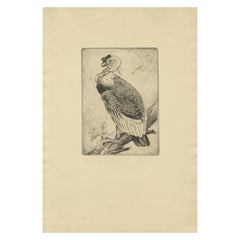 Gravure sur vautour - Gravure d'histoire naturelle du Condor des Andes, vers 1880