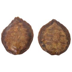 Rare Pair of Vintage Turtle Shell Sconces 5
