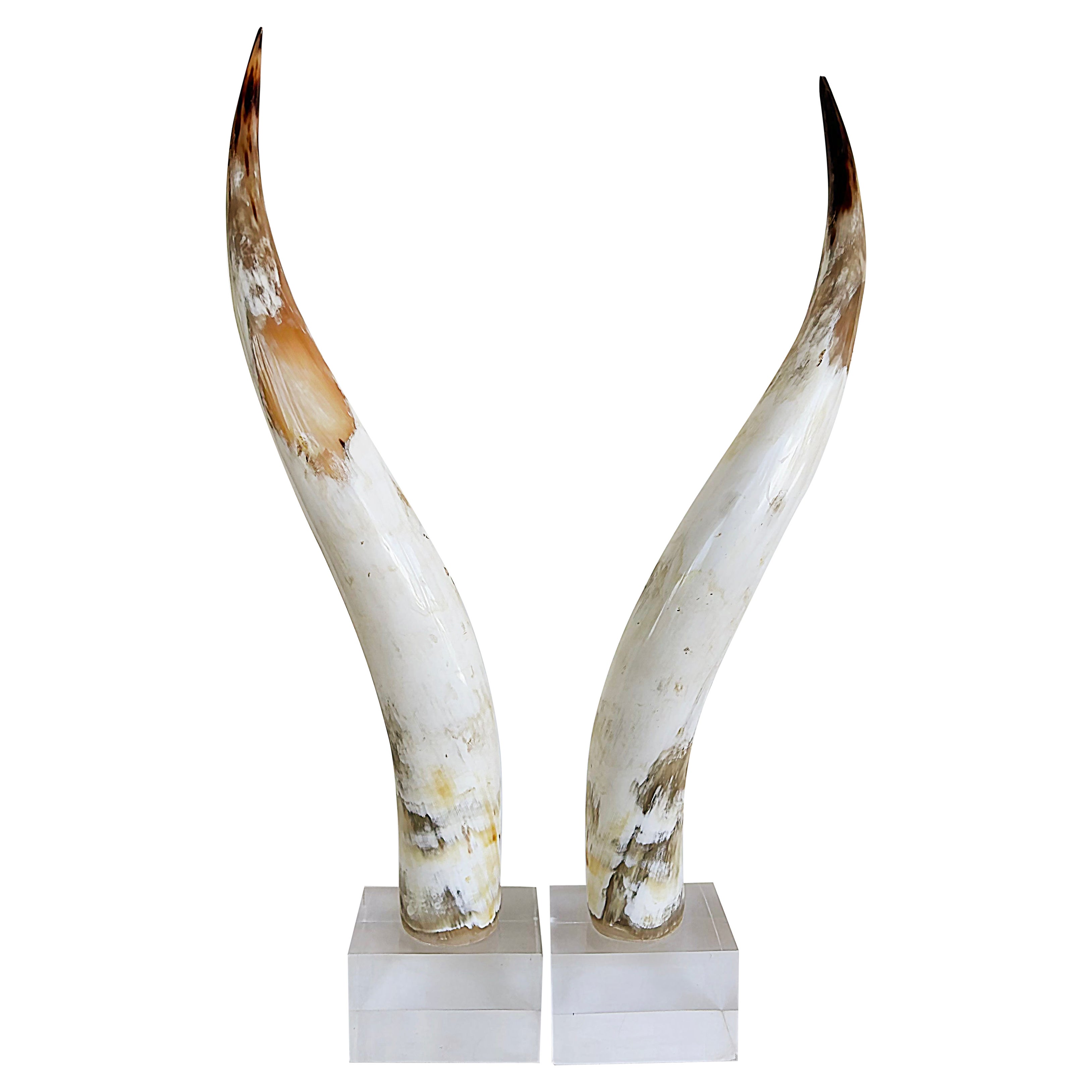 Grandi corna di manzo vintage montate su basi di lucite, una coppia