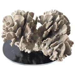 Large Natural Coral on Lucite Base