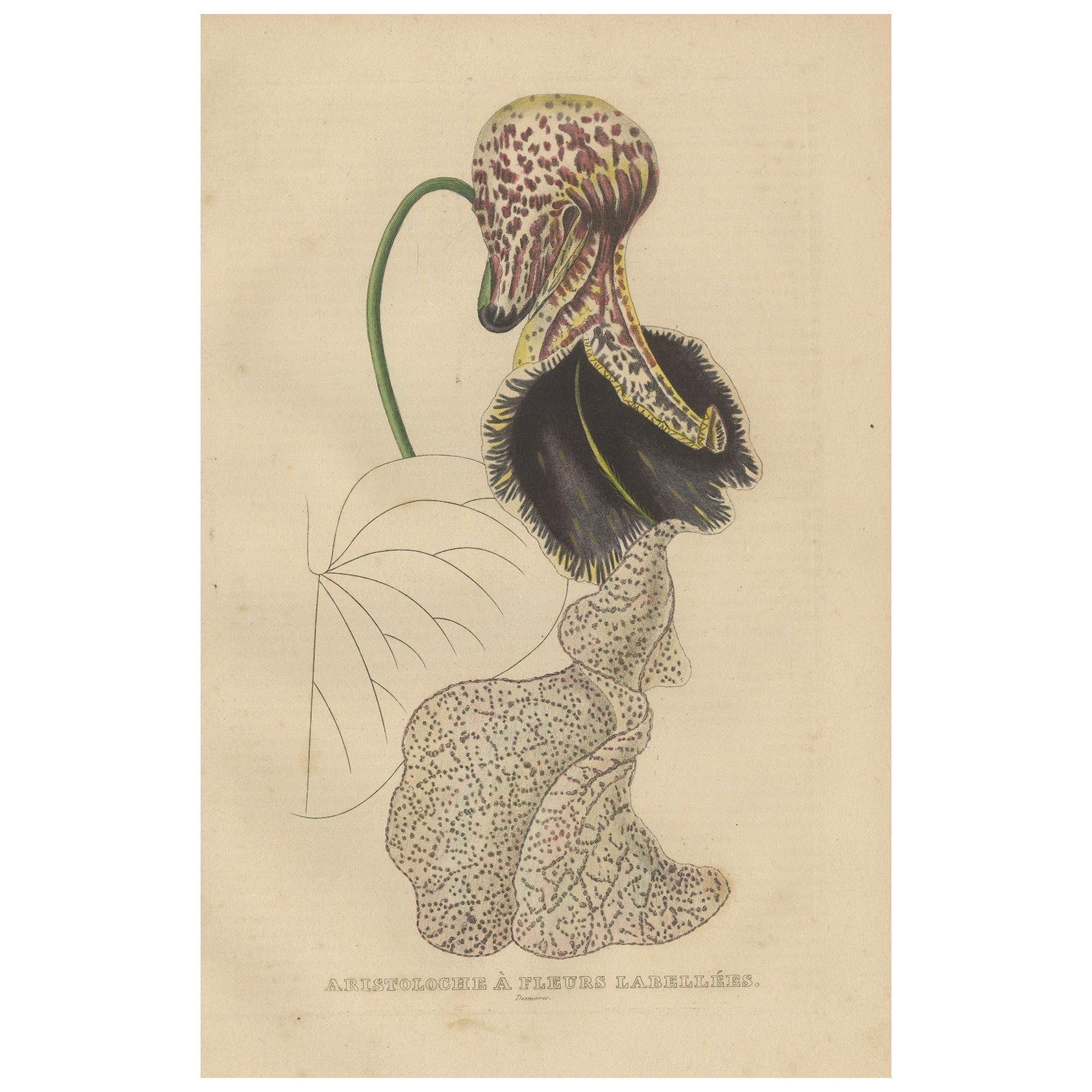 Grabado Botánico Antiguo de Aristolochia à Fleurs Labellées - Siglo XIX