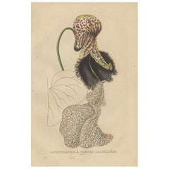 Grabado Botánico Antiguo de Aristolochia à Fleurs Labellées - Siglo XIX