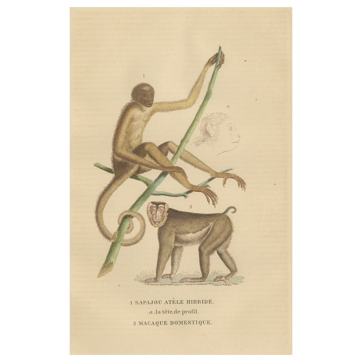 Incisione antica di un primate Sapajou Atèle Hybride e di un Macaco Domestique 1825