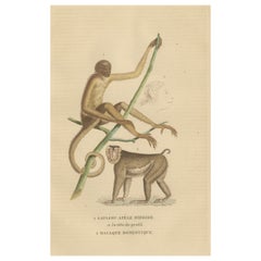 Antike Primaten Gravur eines Sapajou Atèle Hybride und Macaque Domestique 1825