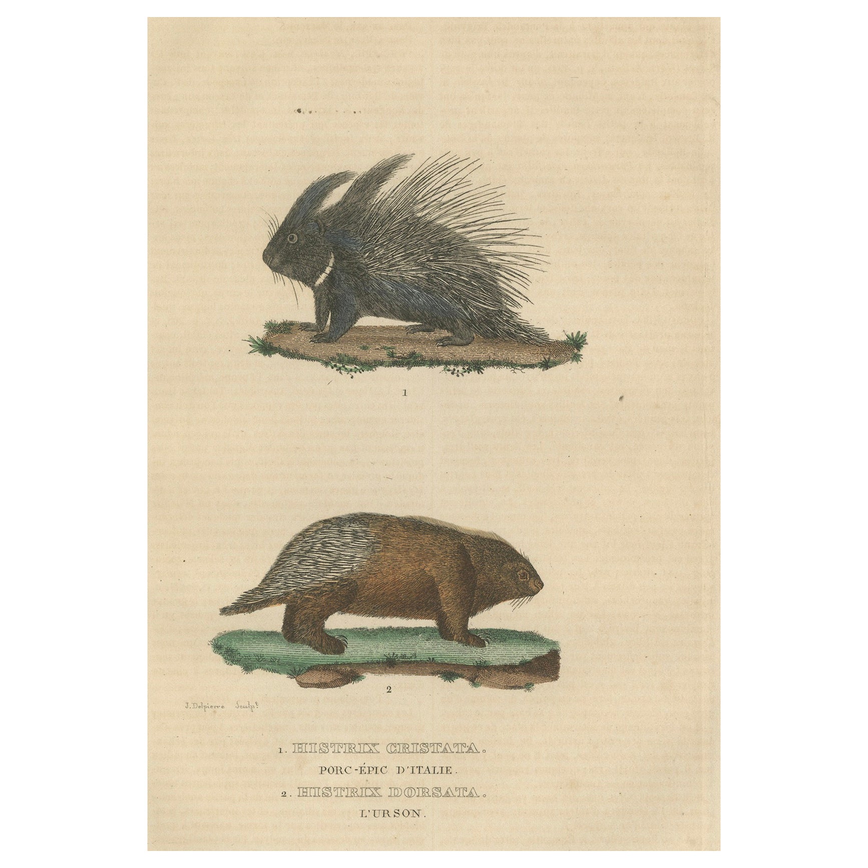 Antike Gravur von gekreuztem Porcupine und nordamerikanischem Porcupine, ca. 1825