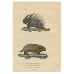 Antike Gravur von gekreuztem Porcupine und nordamerikanischem Porcupine, ca. 1825
