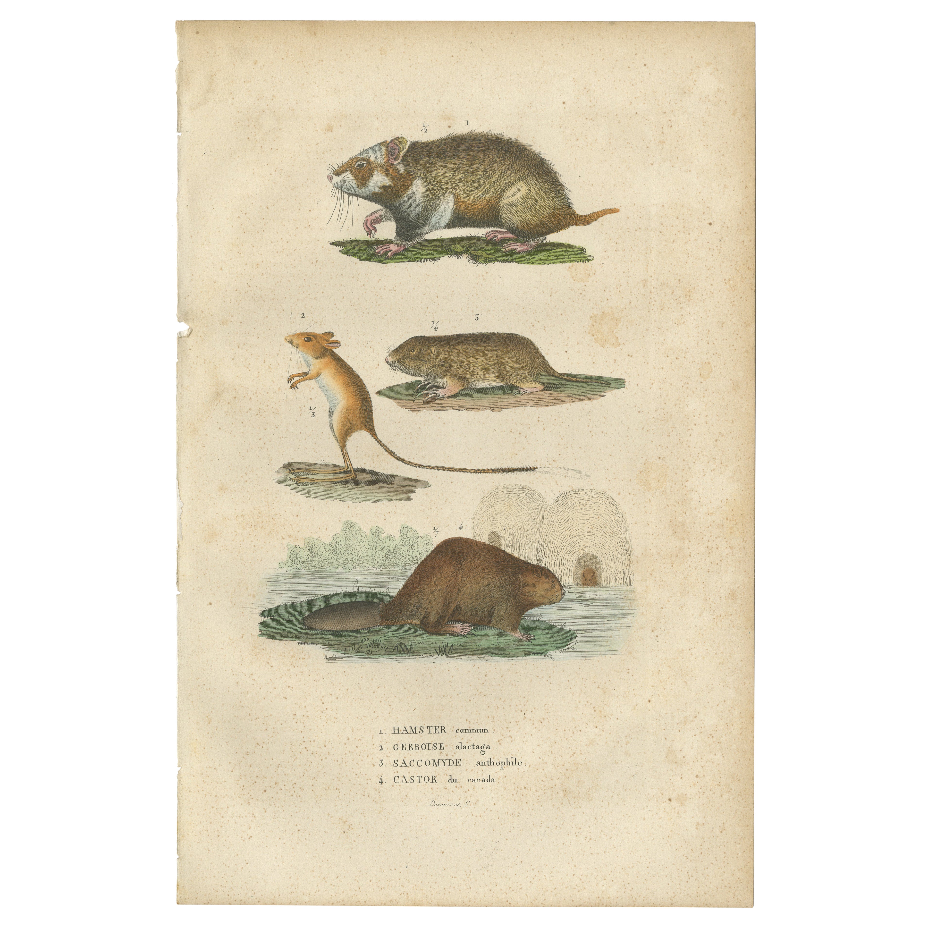 Incisione antica di roditori: Criceto, Jerboa, Topo e Castoro - 1825