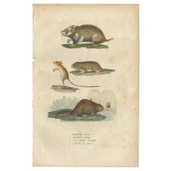 Antike Gravur von Rodents: Hamster, Jerboa, Pocket Gopher und Biber - 1825