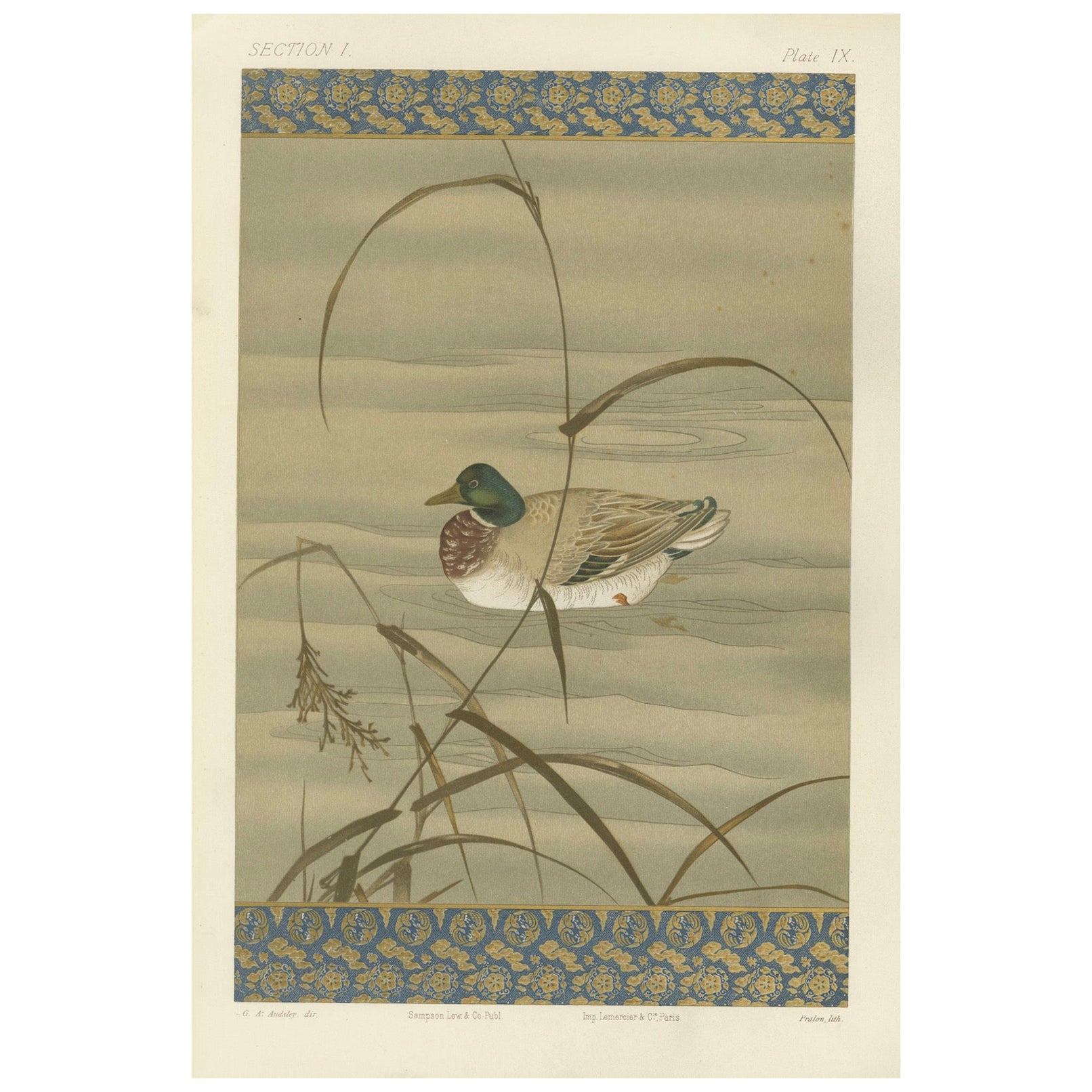 Antiguo Grabado Japonés de Aves Acuáticas: Pato tranquilo entre juncos, Siglo XIX