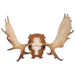 Large Vintage Moose Antlers Mounted on a Carved Oak Shield