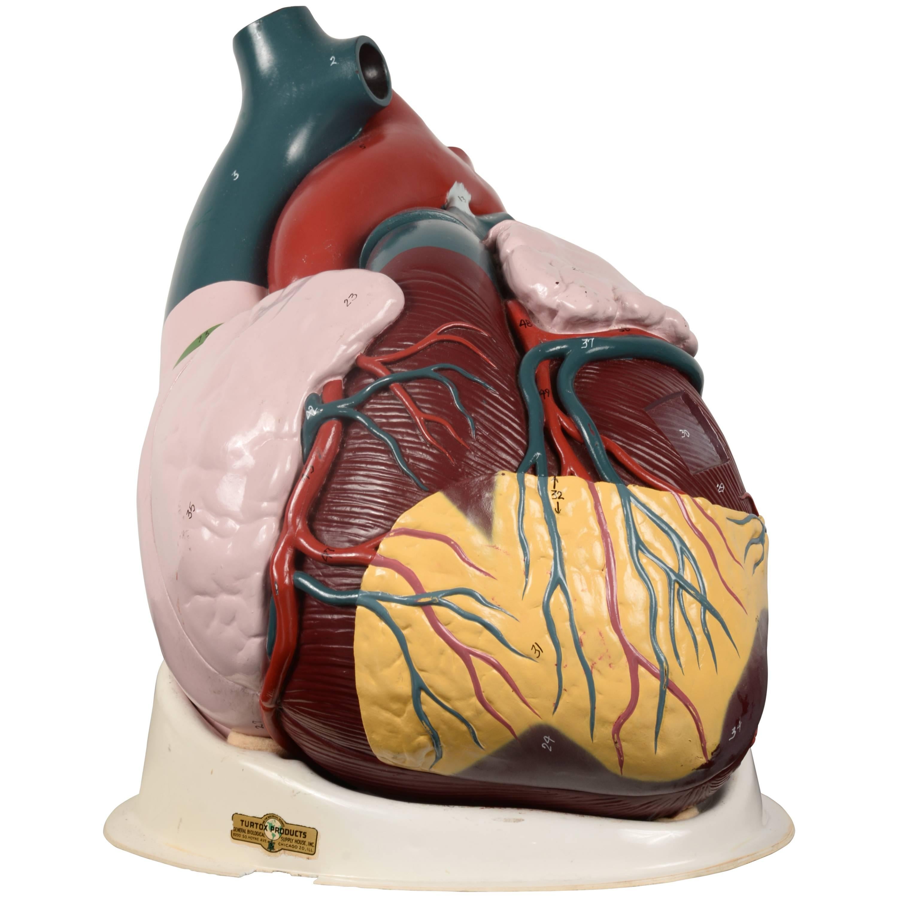 Vintage Heart Model For Sale