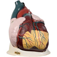 Vintage Heart Model