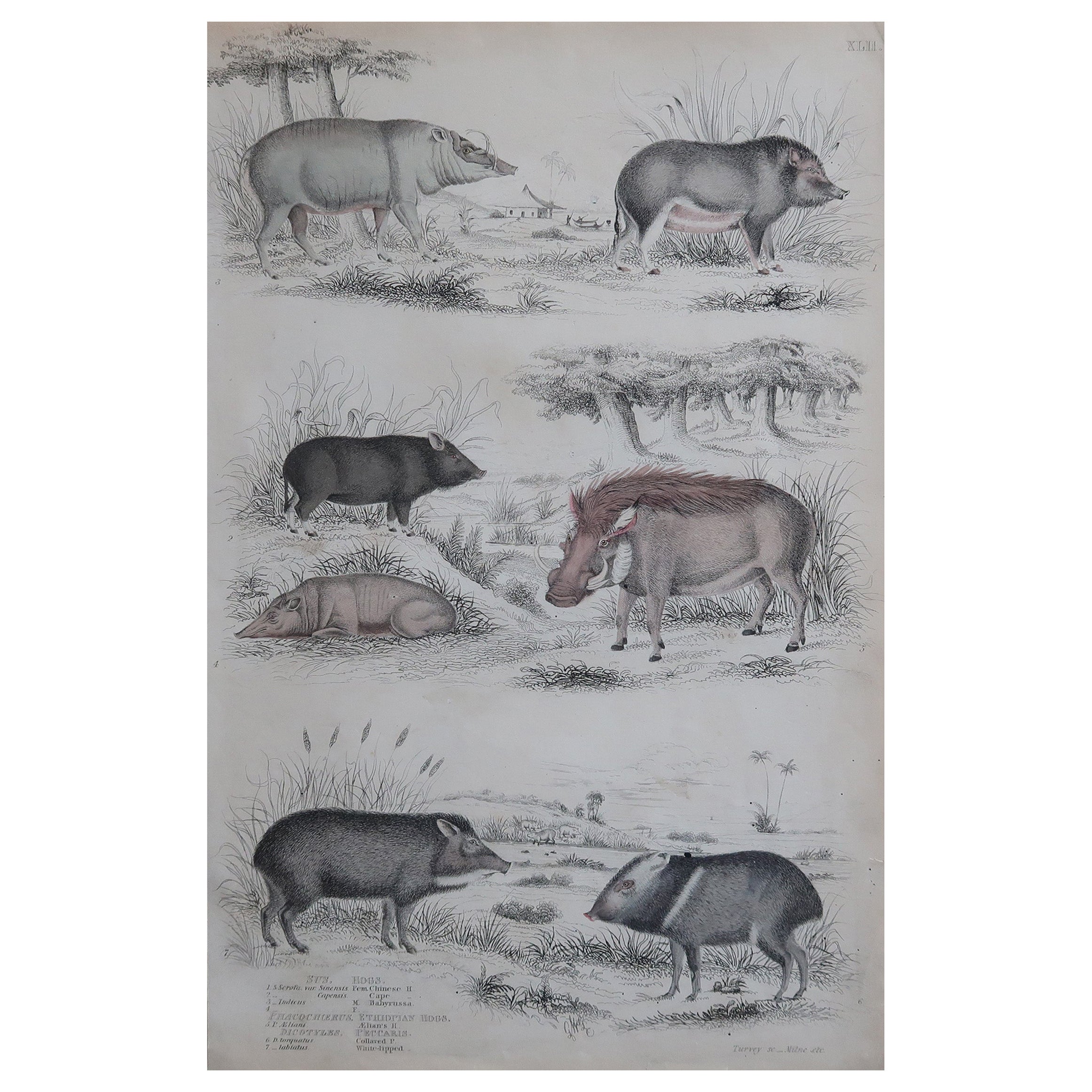 Grande estampe ancienne d'histoire naturelle, porcs, circa 1835 en vente