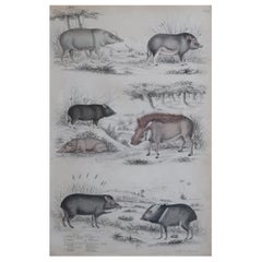 Large Original Antique Natural History Print, Pigs / Hogs, circa 1835