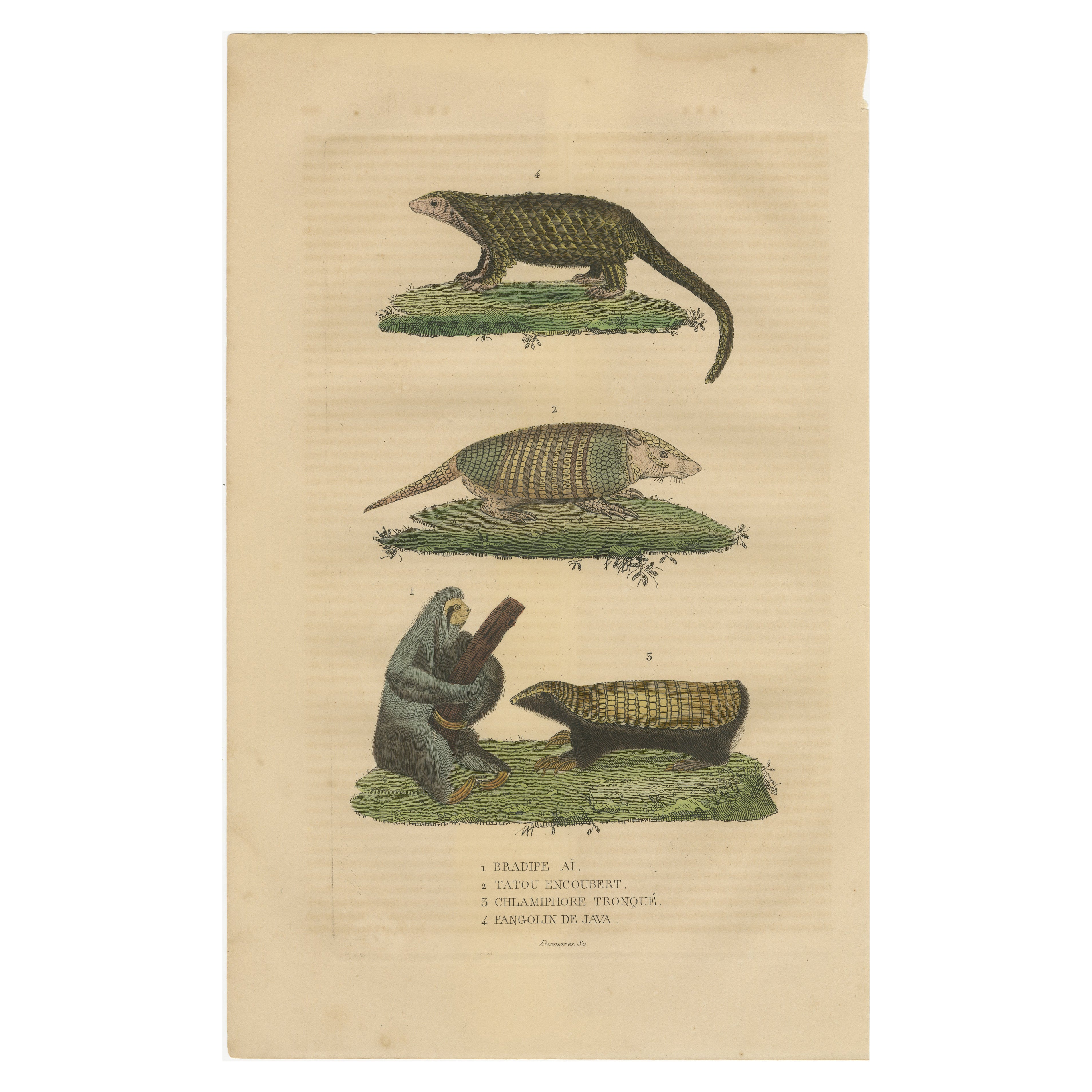 Antique Animal Engraving with Sloth, Armadillos and Pangolin – ca.1825