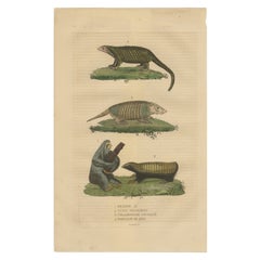 Antique Animal Engraving with Sloth, Armadillos and Pangolin – ca.1825