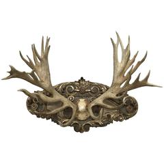 Antique 38-Point Red Stag from Emperor Franz Joseph's Collection