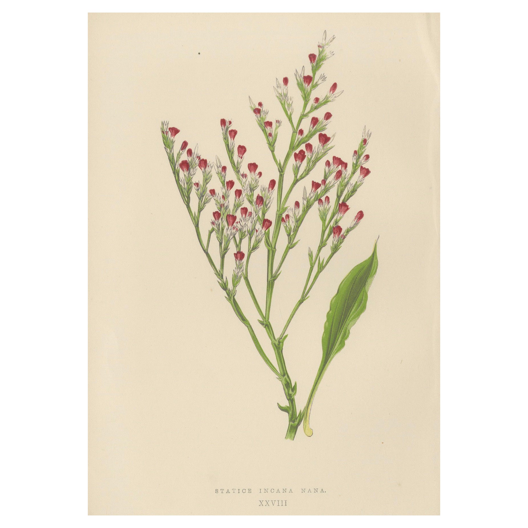 Botanische Alpenlithographie des Zwergseelavendels, 1874