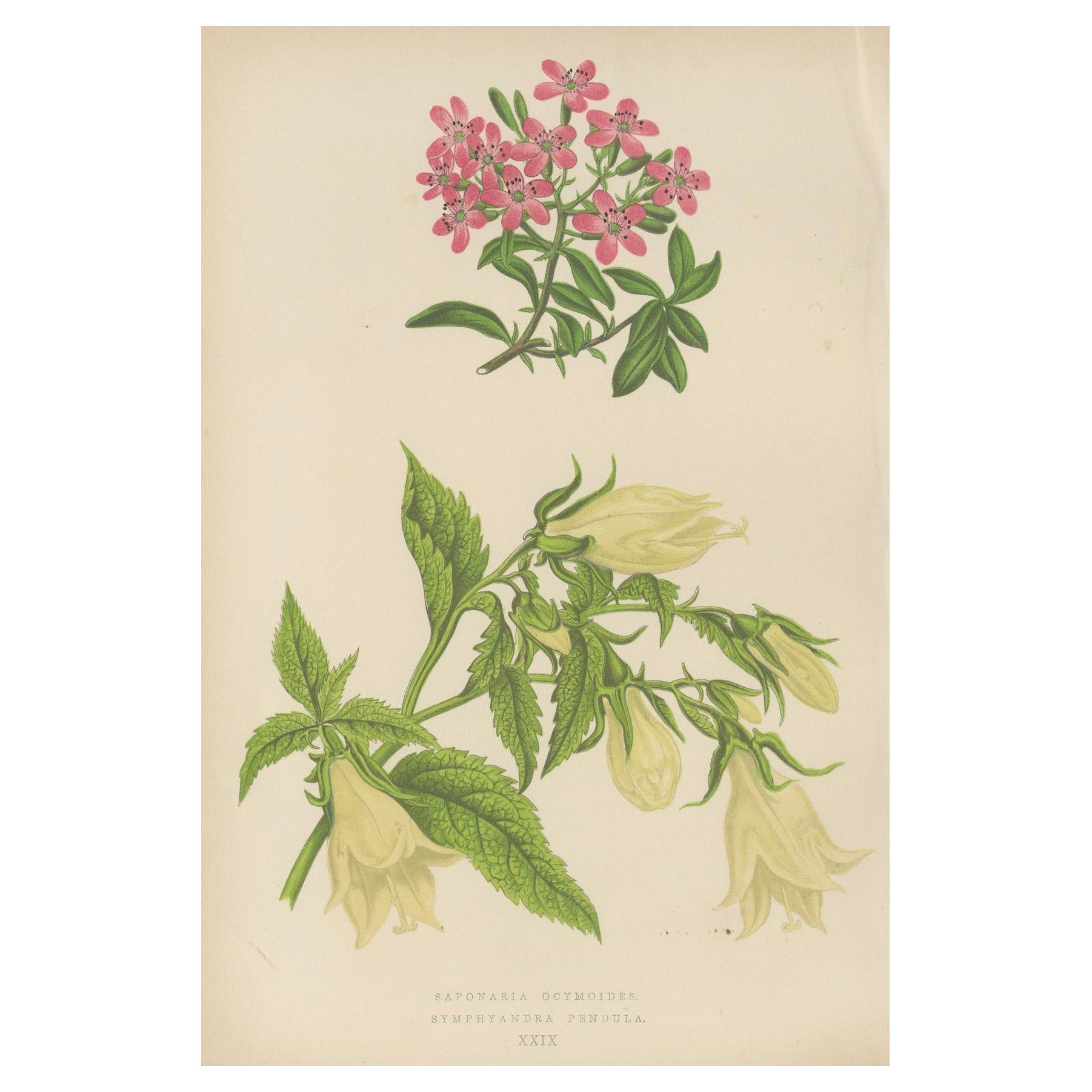 Alpiner botanischer Druck von Seifenkraut und Wackelglockenblume, 1874