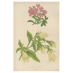 Alpine Botanical Print of Rock Soapwort and Nodding Bellflower, 1874