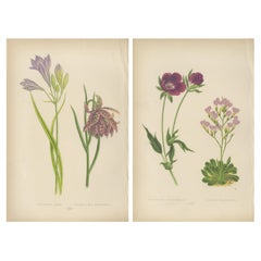 Alpine Botanical Prints of Alpine Blue Gilia and Purple Poppy Mallow, 1874