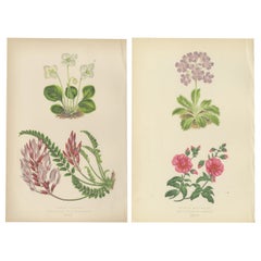 Antique Alpine Botanical Lithograph Pair of Wintergreen and Primrose, 1874