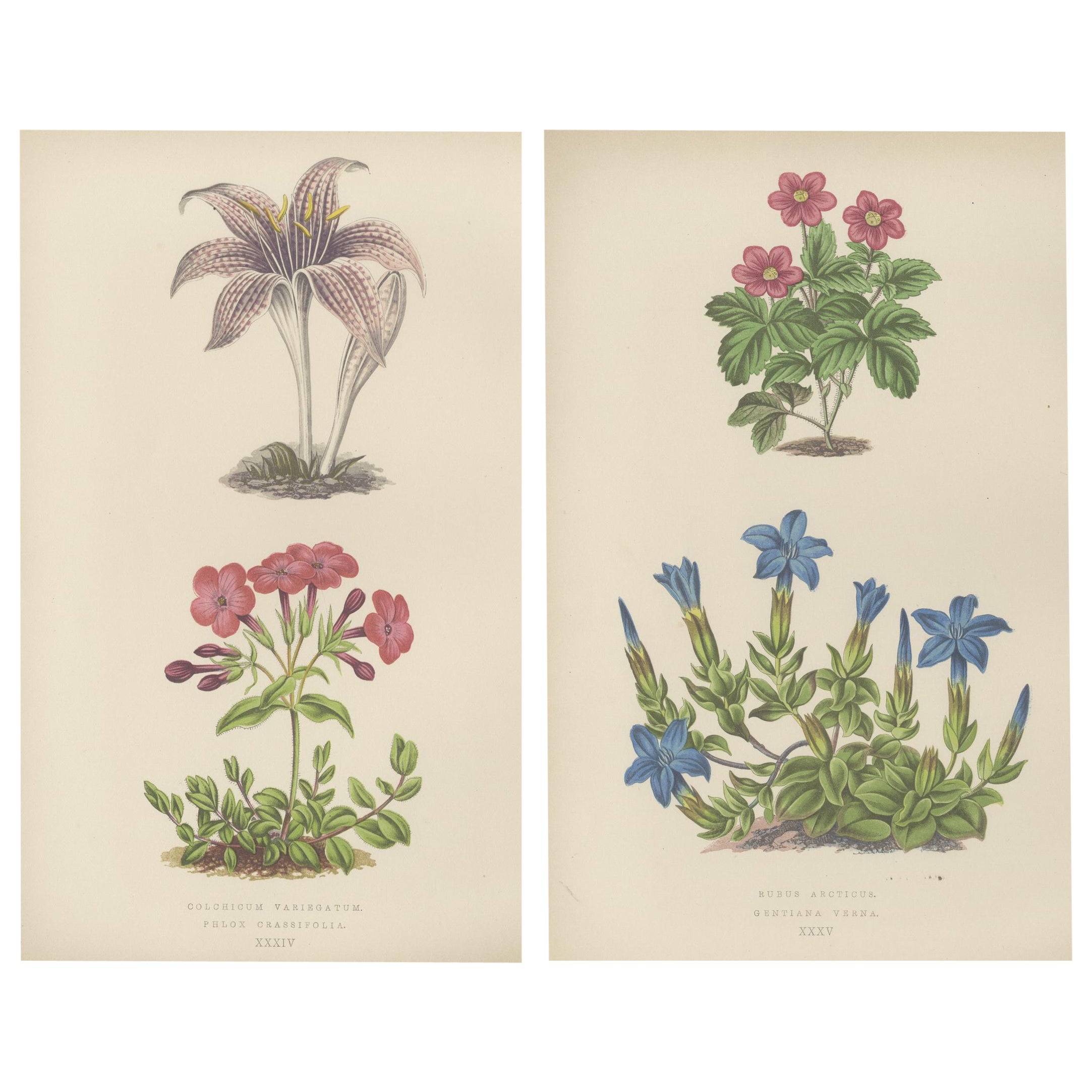 Alpine botanische Lithographie Paar arktische Brombeere und Frühlingsenzian, 1874