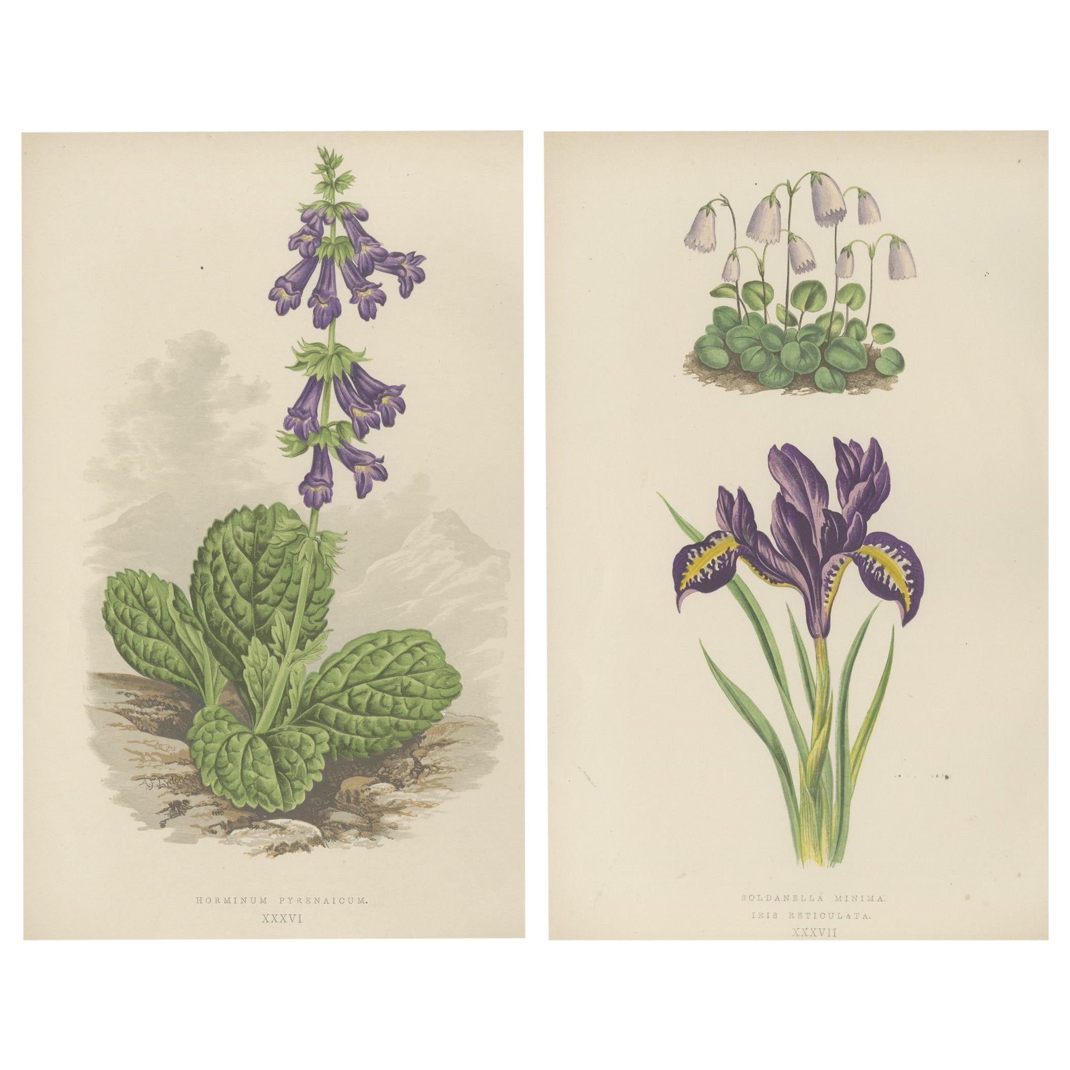 Alpine botanische Lithographie Paar Iris und Pyrenäen-Totennessel, 1874
