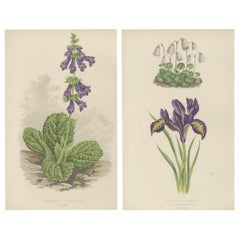 Antique Alpine Botanical Lithograph Pair of Iris and Pyrenean Dead-nettle, 1874