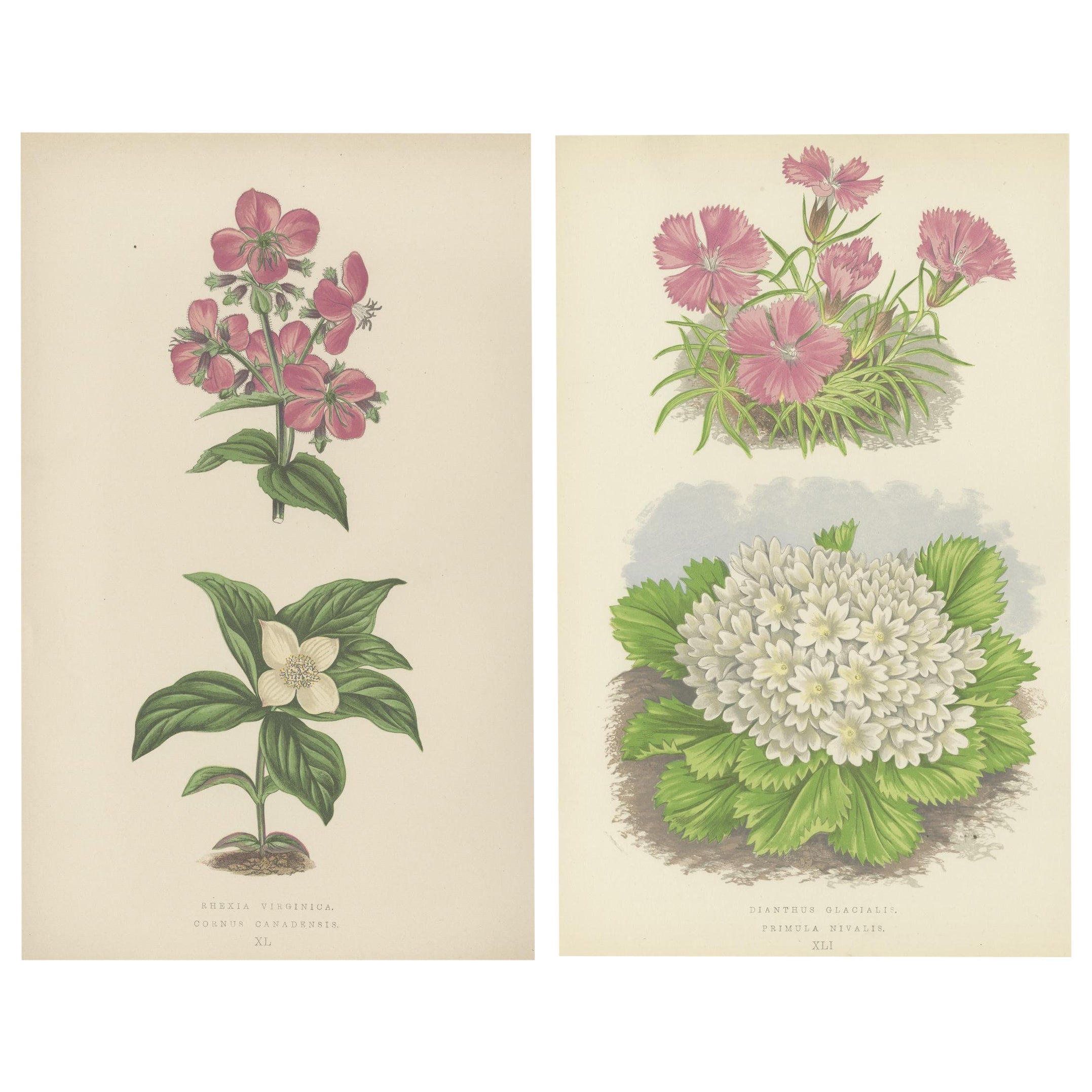 Alpine botanische Lithographie Paar Gletscherrose und Schneeprimel, 1874
