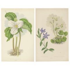 Antique Alpine Botanical Lithograph Pair of Vinca and Trillium, 1874