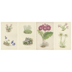 Alpine Botanical Lithograph Quartet: Micomeria, Edelweiss, Primula, and Arabis