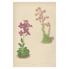 1870s Prints