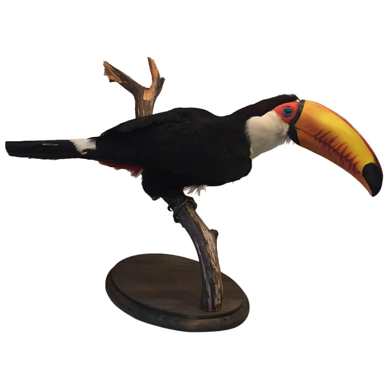 Mounted Taxidermy Toco Toucan Bird