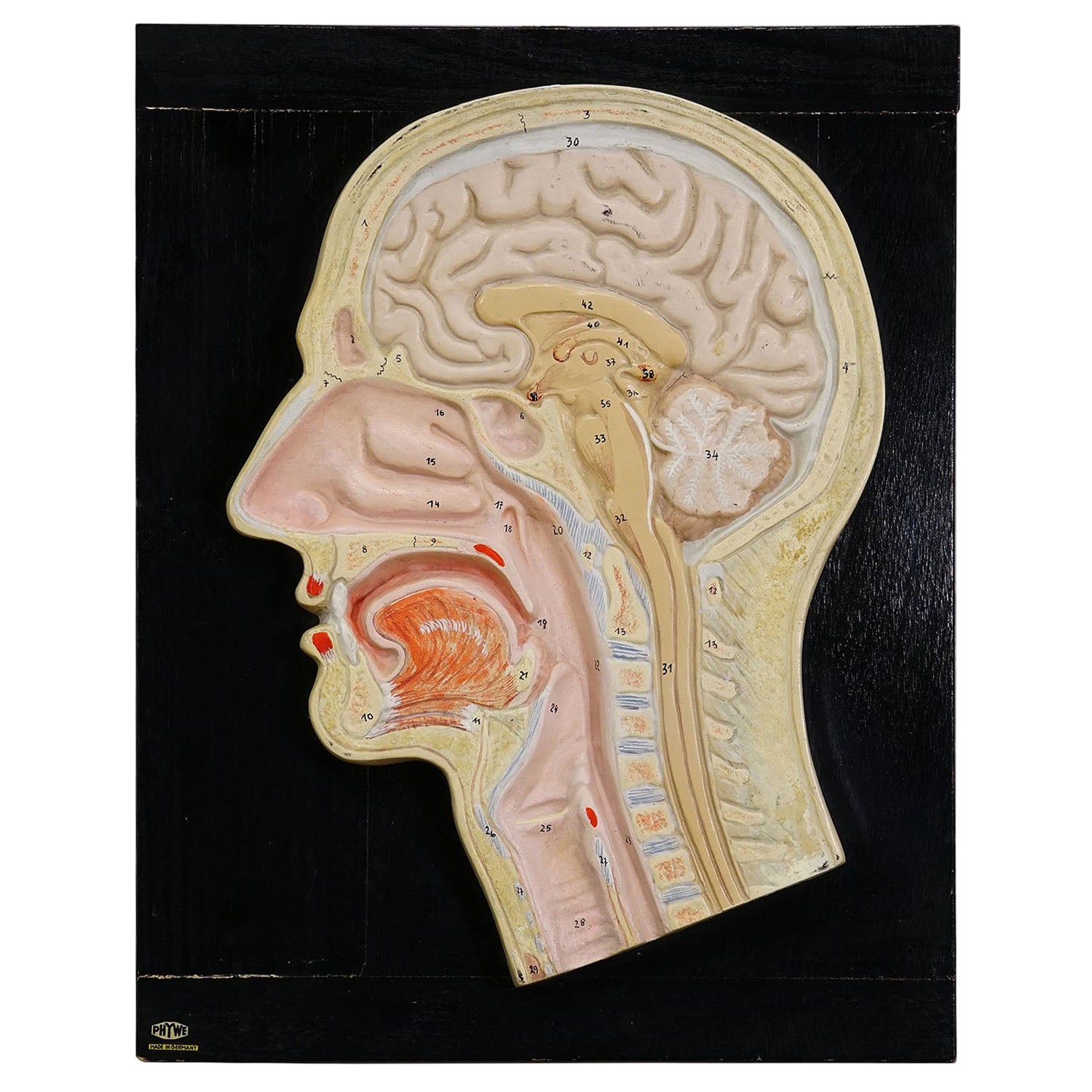 Median Incision of the Human Head Model by PHYWE 1930s