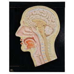 Median Incision of the Human Head Model by PHYWE 1930s