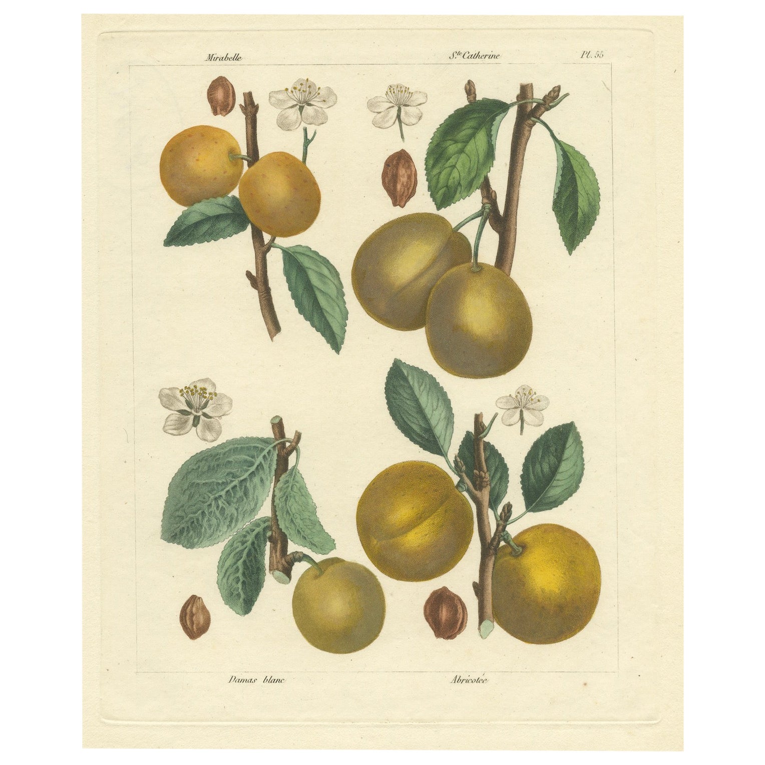 Botanical Print: Mirabelle, St. Catherine, White Plum & Apricot, 1821 in vendita