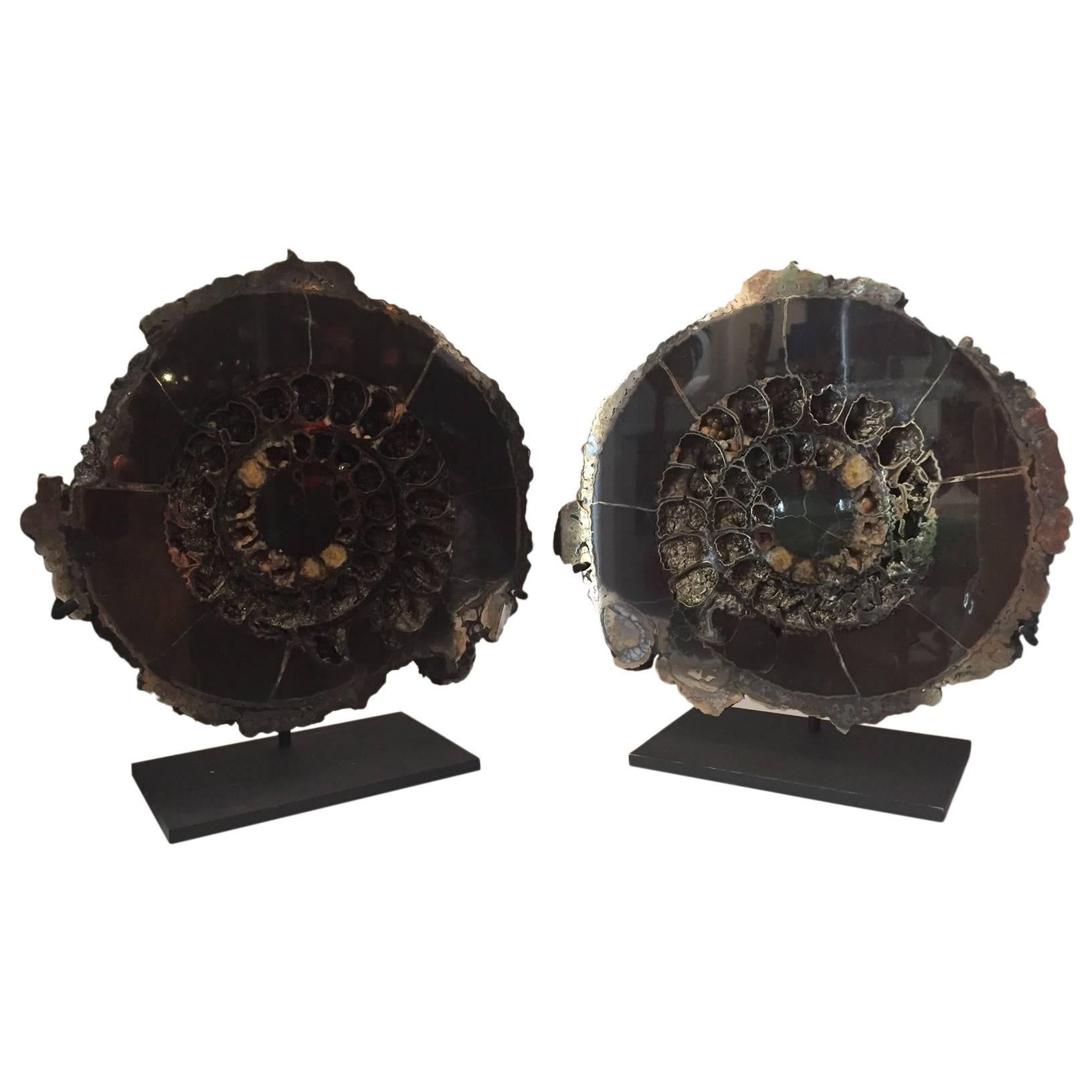 Jurassic Era Pair of Pyritized Russian Ammonite Fossils Mounted on Metal Bases