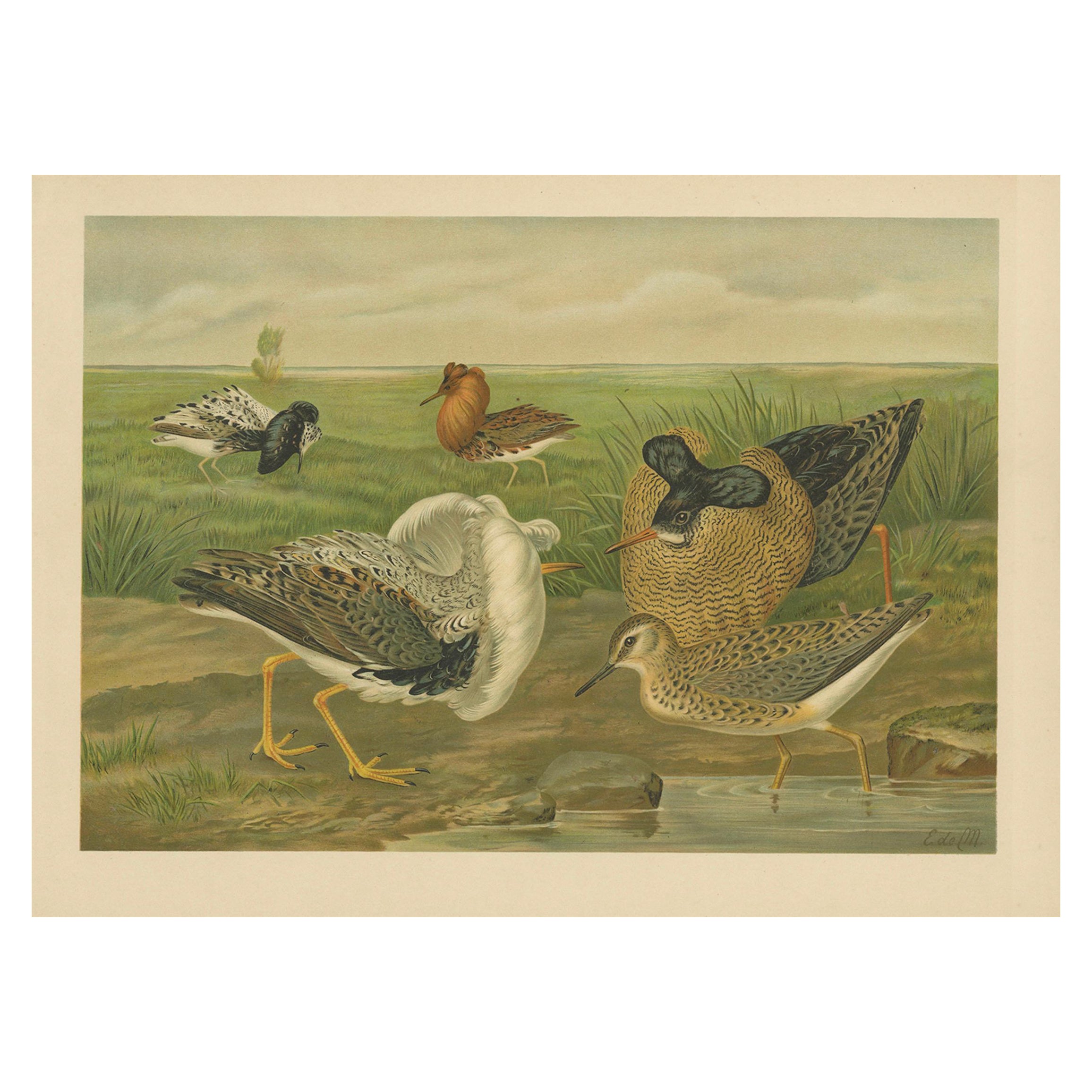 Antiker Vogeldruck von Kampfläufern und Reeves im Brutkleid, 19.