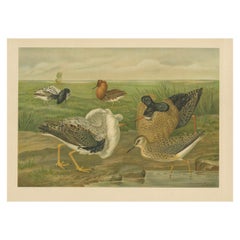 Antique Bird Print of Ruffs and Reeves in Breeding Plumage, 19th Century