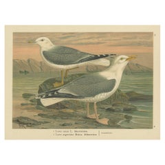 Antique Bird Print of Gulls on Rocky Coastline, 19th Century Seabirds