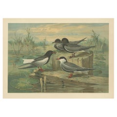 Antique Bird Print of Black Terns in Marsh Landscape, 19th Century