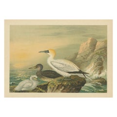 Antique Bird Print of Northern Gannets on Cliffside at Sunset, 19th Century