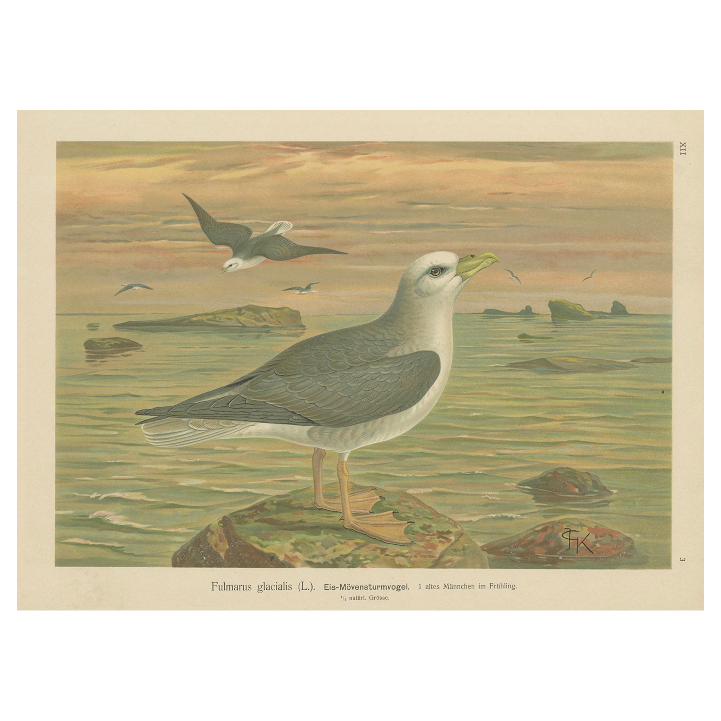 Antique Bird Print of Northern Fulmar at Sea, 19th Century Seabird Illustration en venta