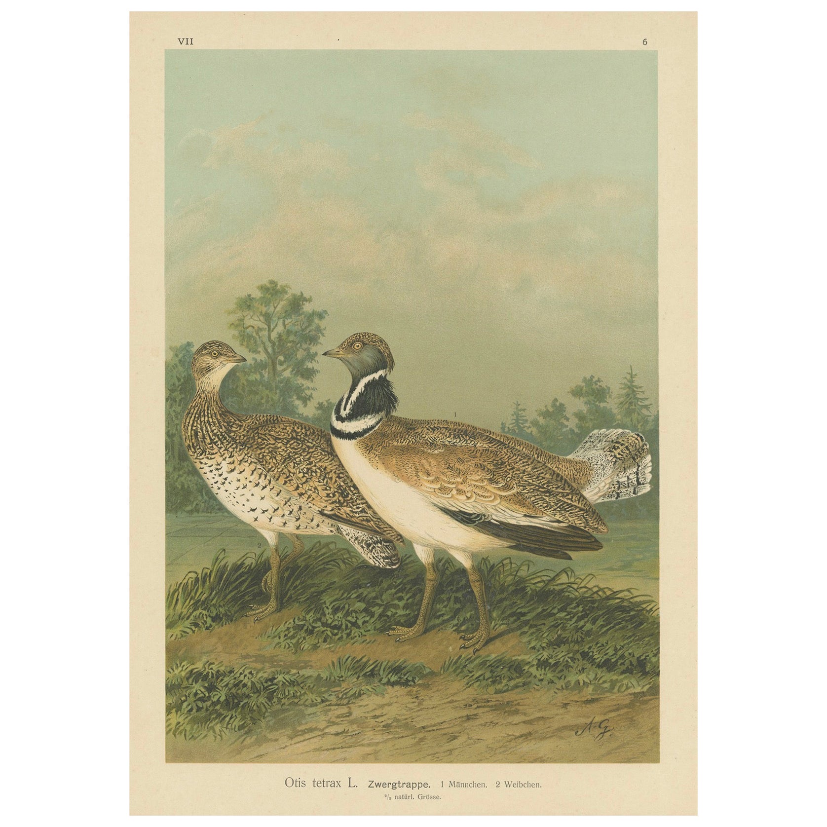 Little Bustards in 19th Century Landscape – Antique Ornithology Bird Print